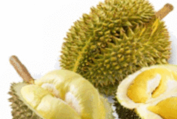 ចំការទូរេន ( . . . . . . . . .)
